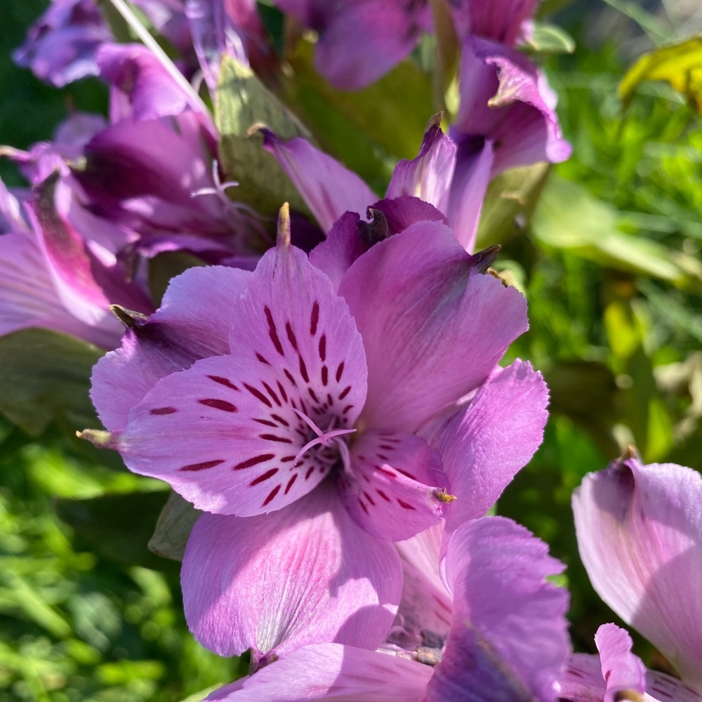 Meet your Posher, LuvEllasCloset